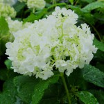 20130613　旬の花　紫陽花